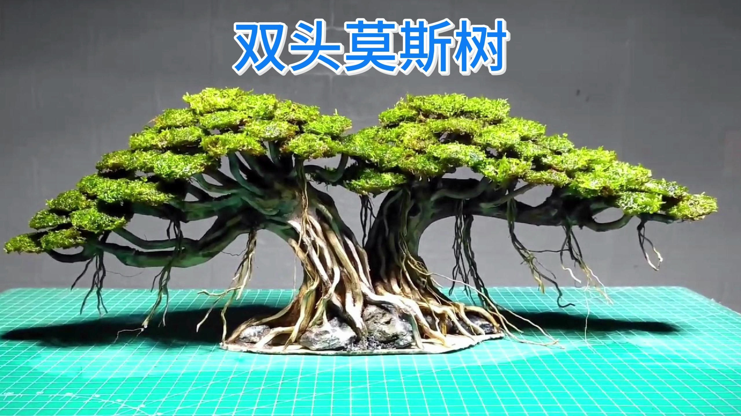 鱼缸造景——双头莫斯树制作教程