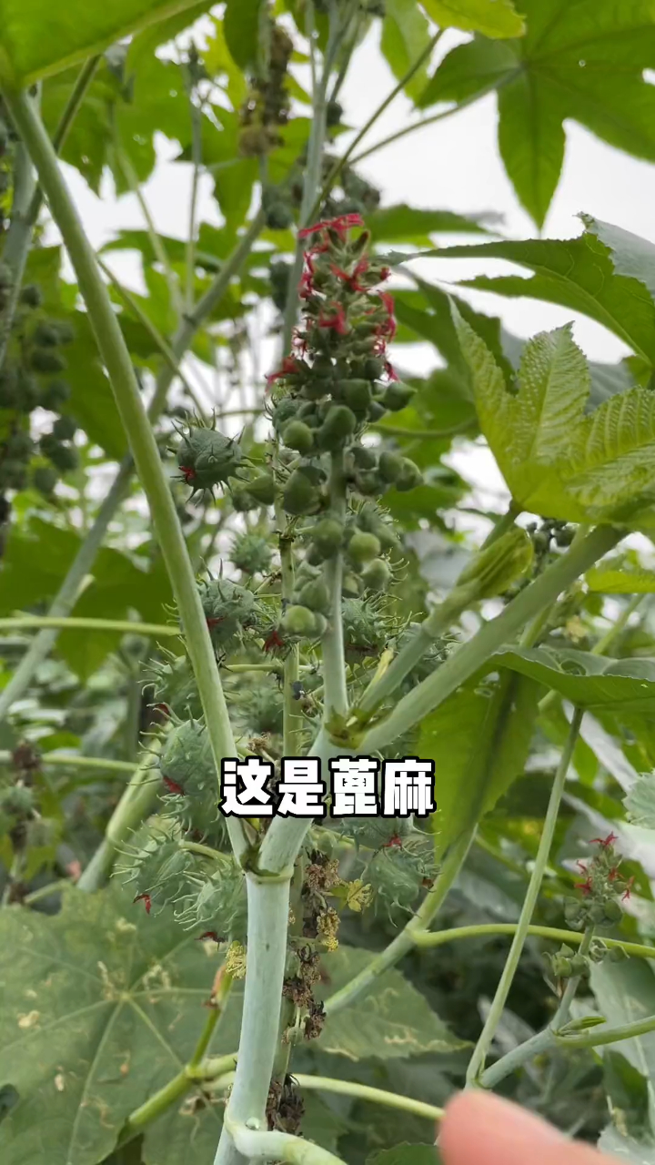 今天带大家认识的植物有蓖麻木本曼陀罗决明子无花果树