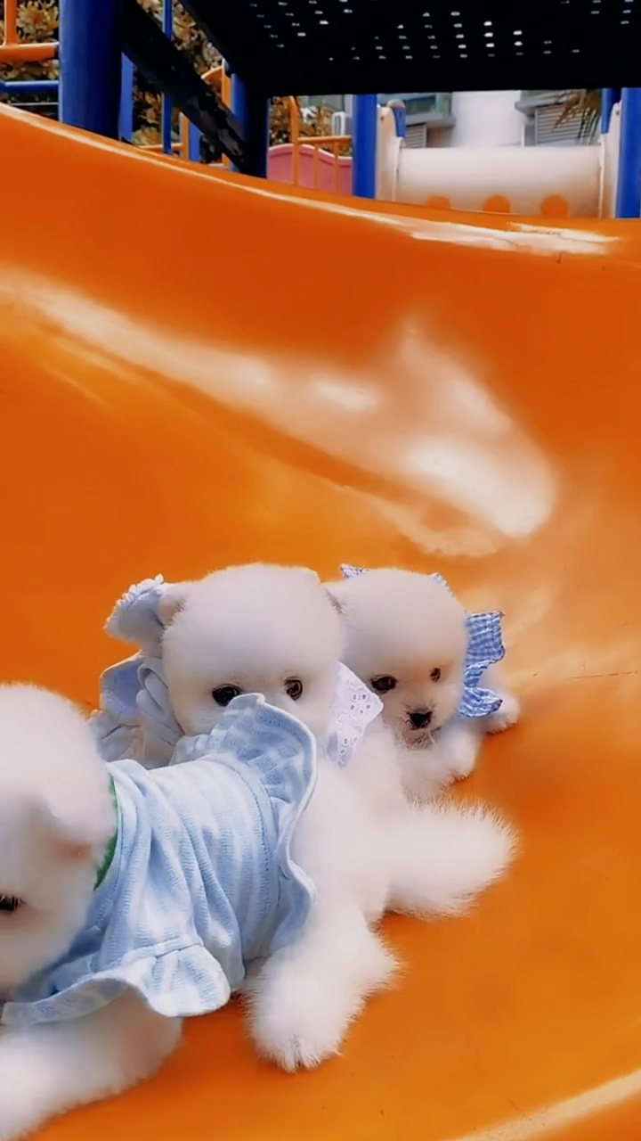 呆萌可爱的茶杯犬,你喜欢吗