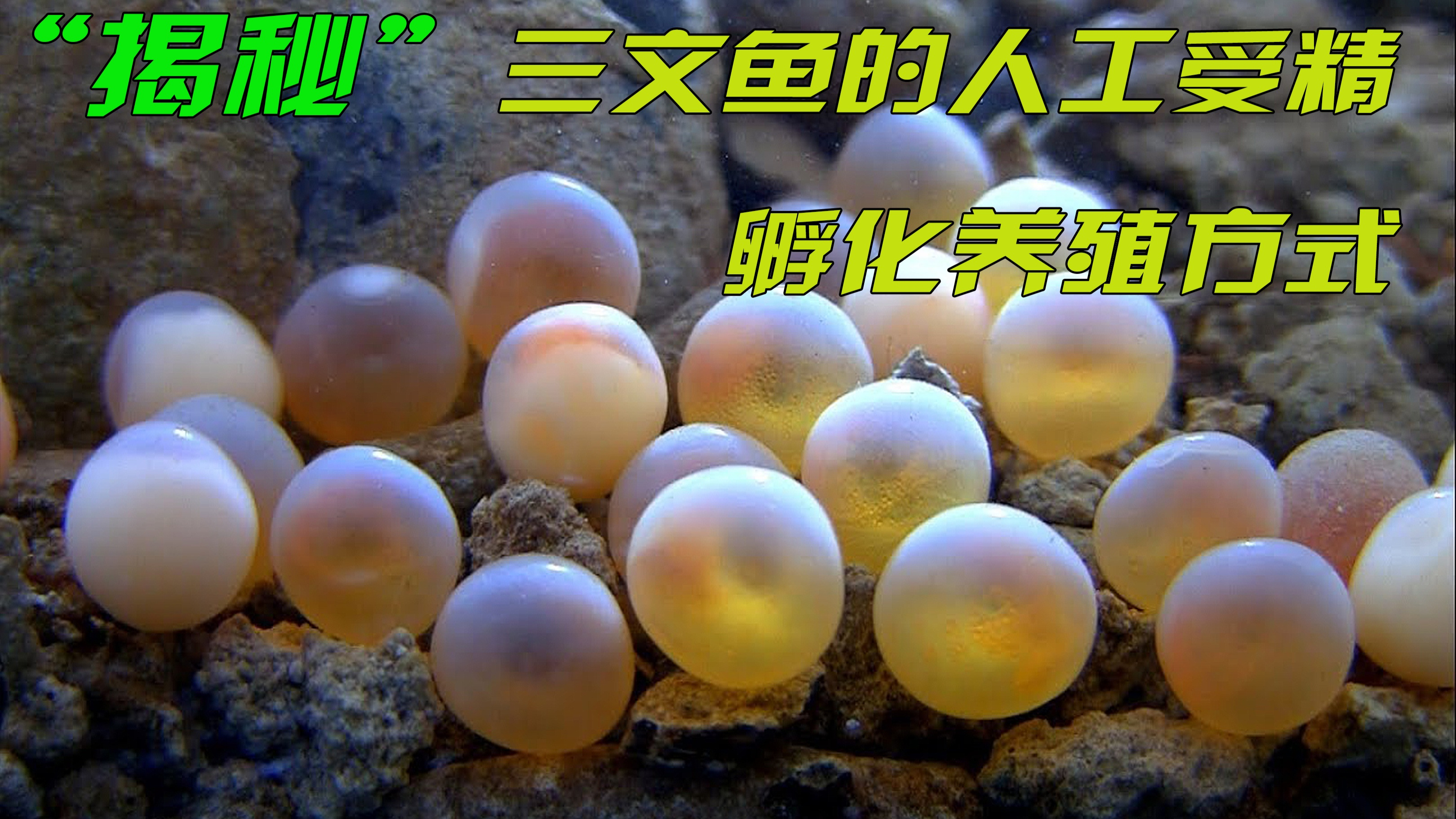 先人工挤卵后受精,享誉全球的美味三文鱼,是如何进行人工养殖的