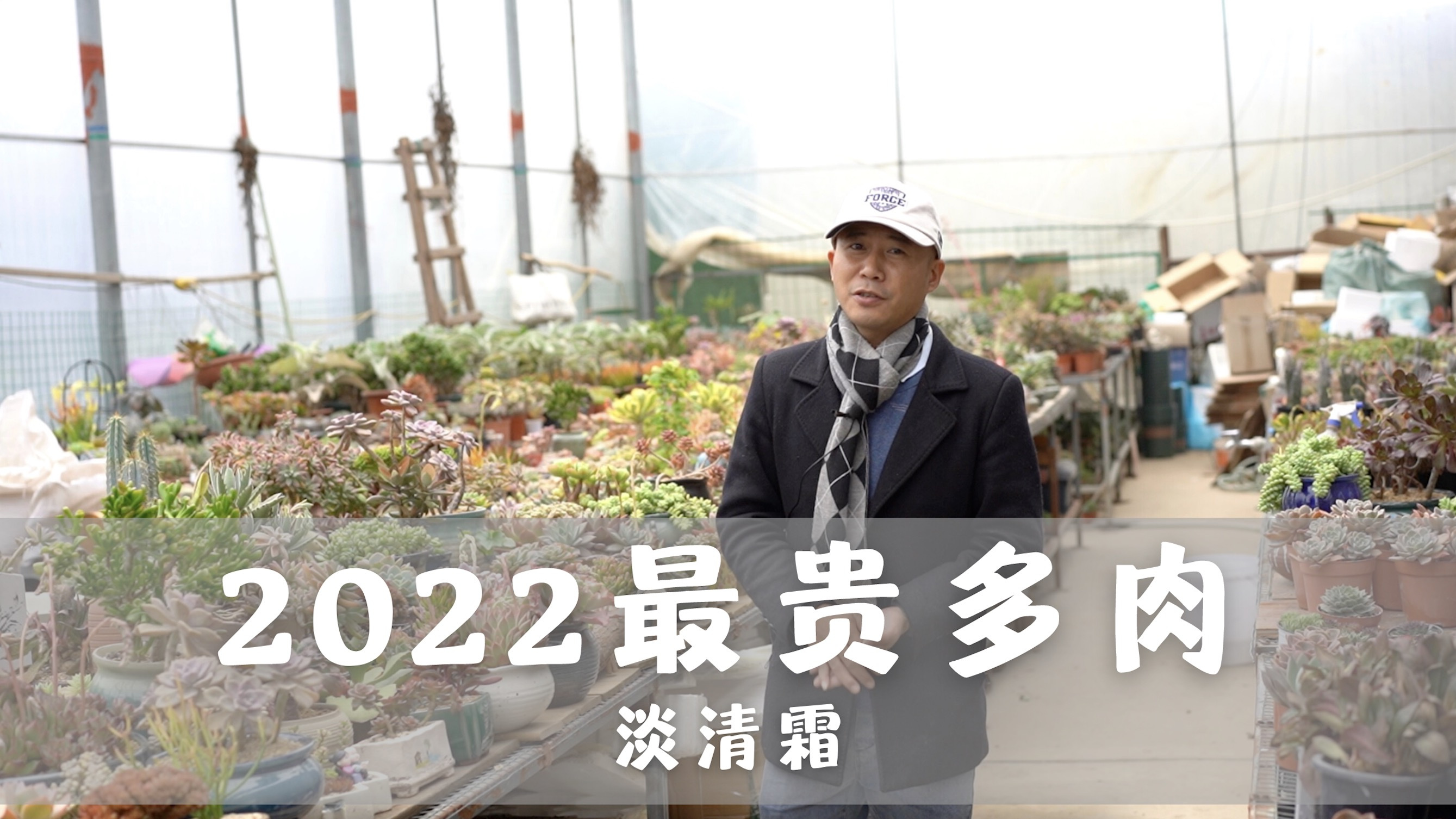 2022最贵多肉，淡清霜，一盆就要上千元