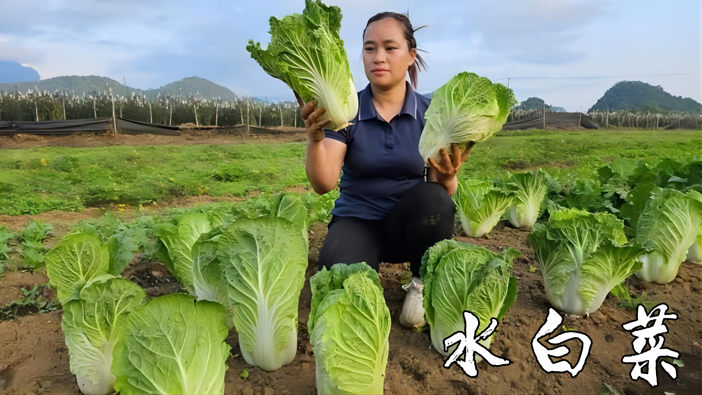 吃惯了鸡鸭鱼肉!大山里的水白菜还有多少人喜欢?