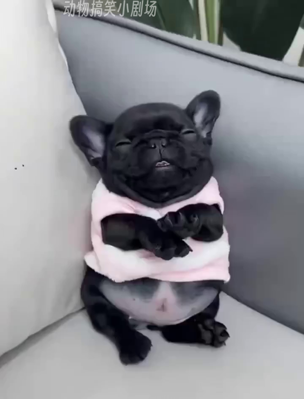 狗狗站着打瞌睡,也会有人爱吗?
