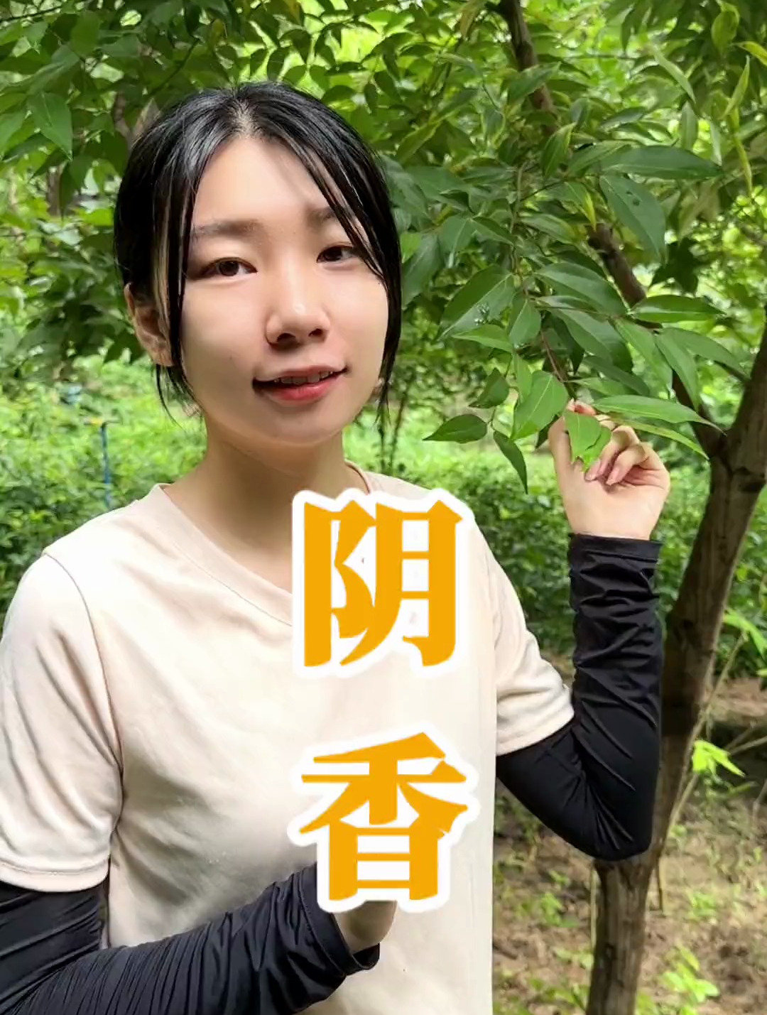 香樟的亲兄弟阴香有时候在路边就能遇到它树皮可代作肉桂皮
