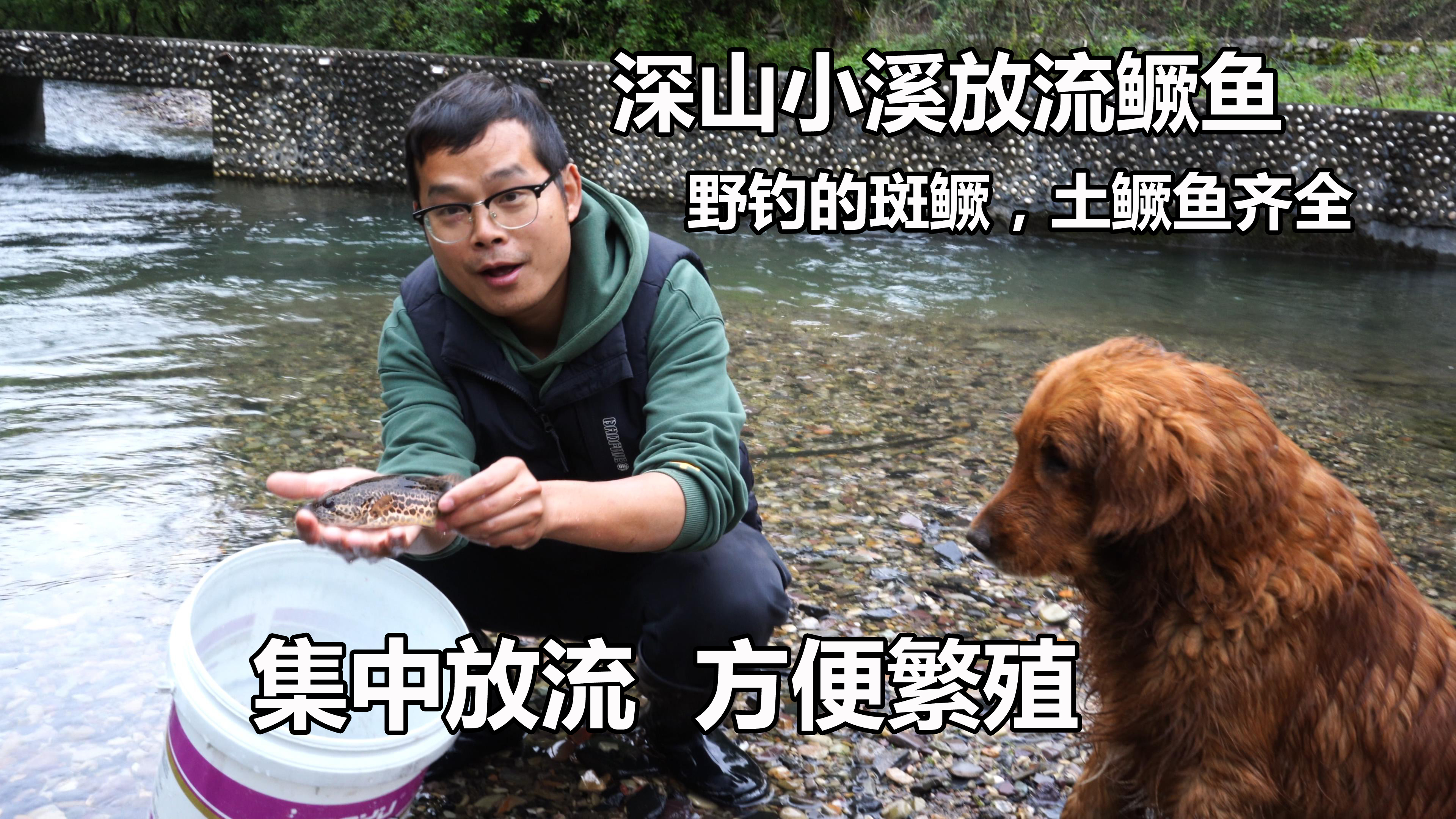 野钓了很多斑鳜、土鳜鱼,今天来小溪放流,这样处理繁殖几率大增