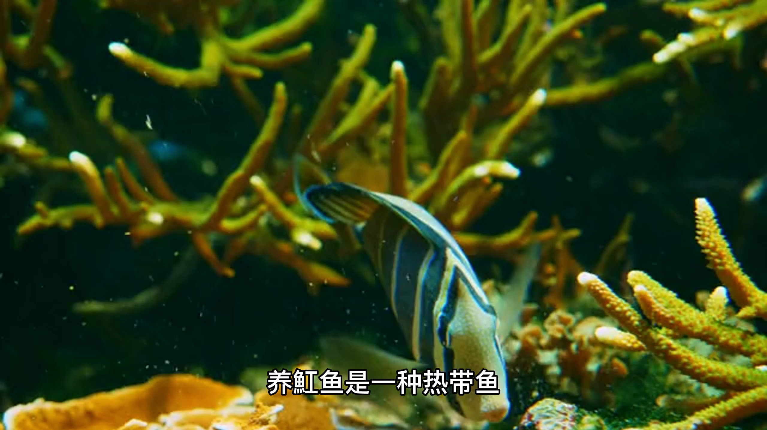 魟鱼应该怎么养?