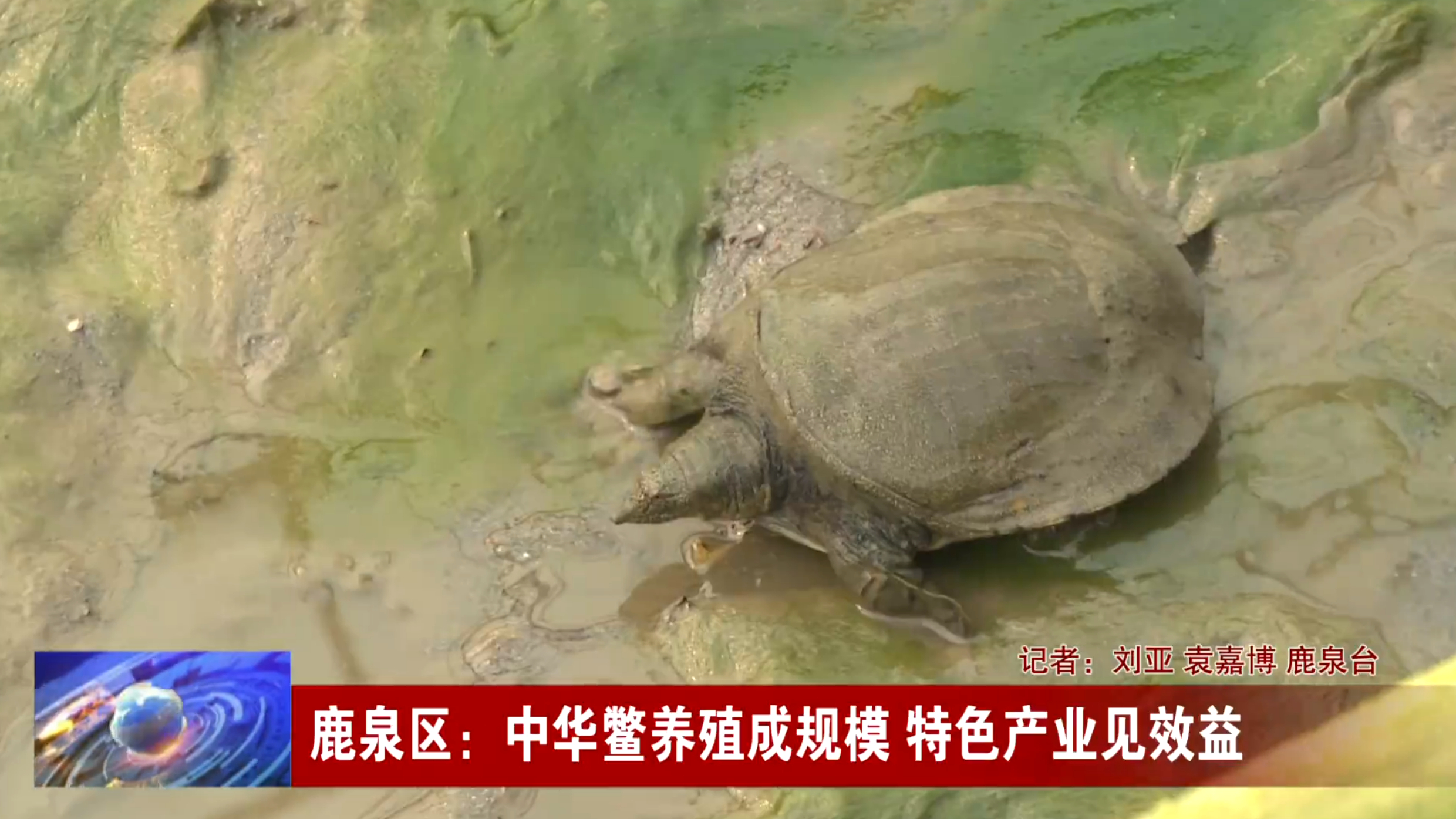 走近石家庄农特优品丨鹿泉区:中华鳖养殖成规模 特色产业见效益