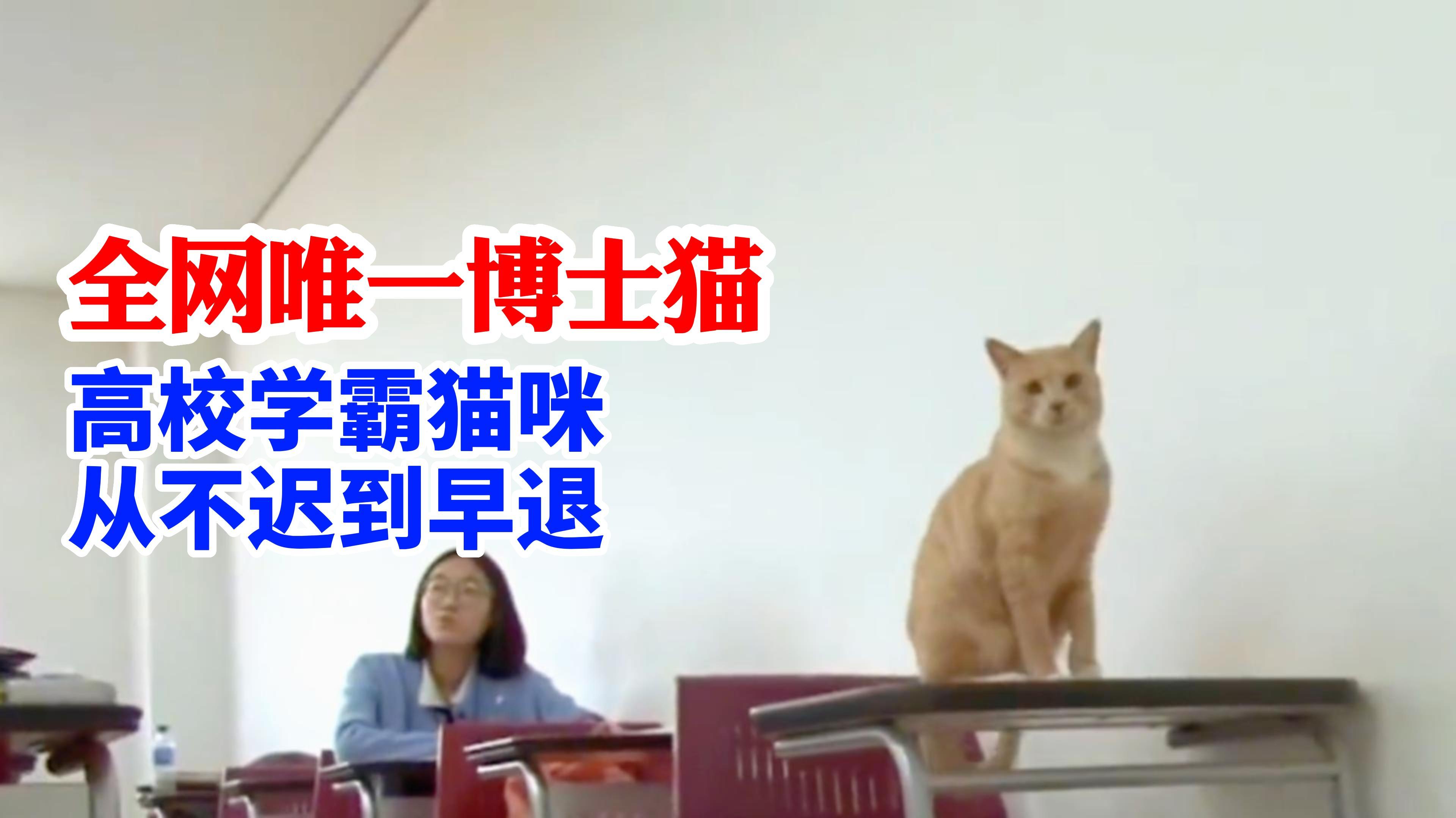 [图]猫界学霸“博士”毕业！认真听讲，从不迟到早退！