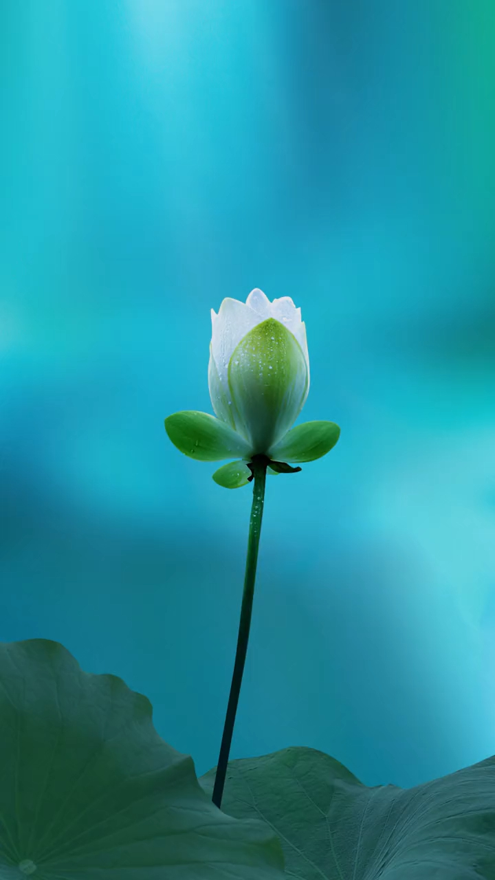 来看看荷花吧,也许这种治愈冷色能让你静心-度小视