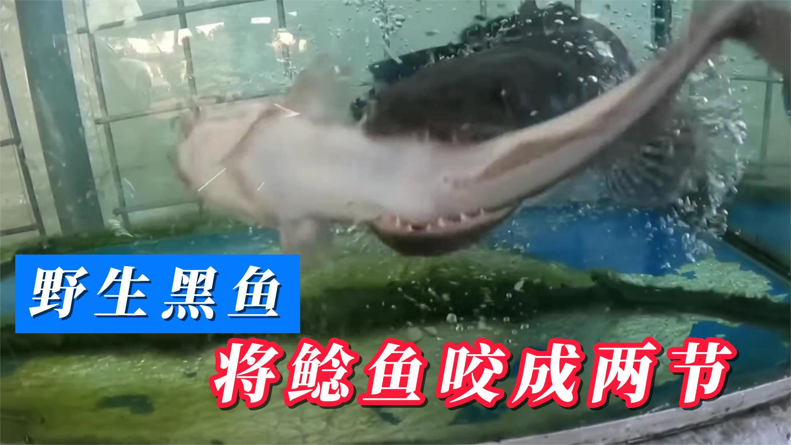 难得一见!黑鱼一口就将鲶鱼咬成两截,黑鱼牙齿有多锋利?