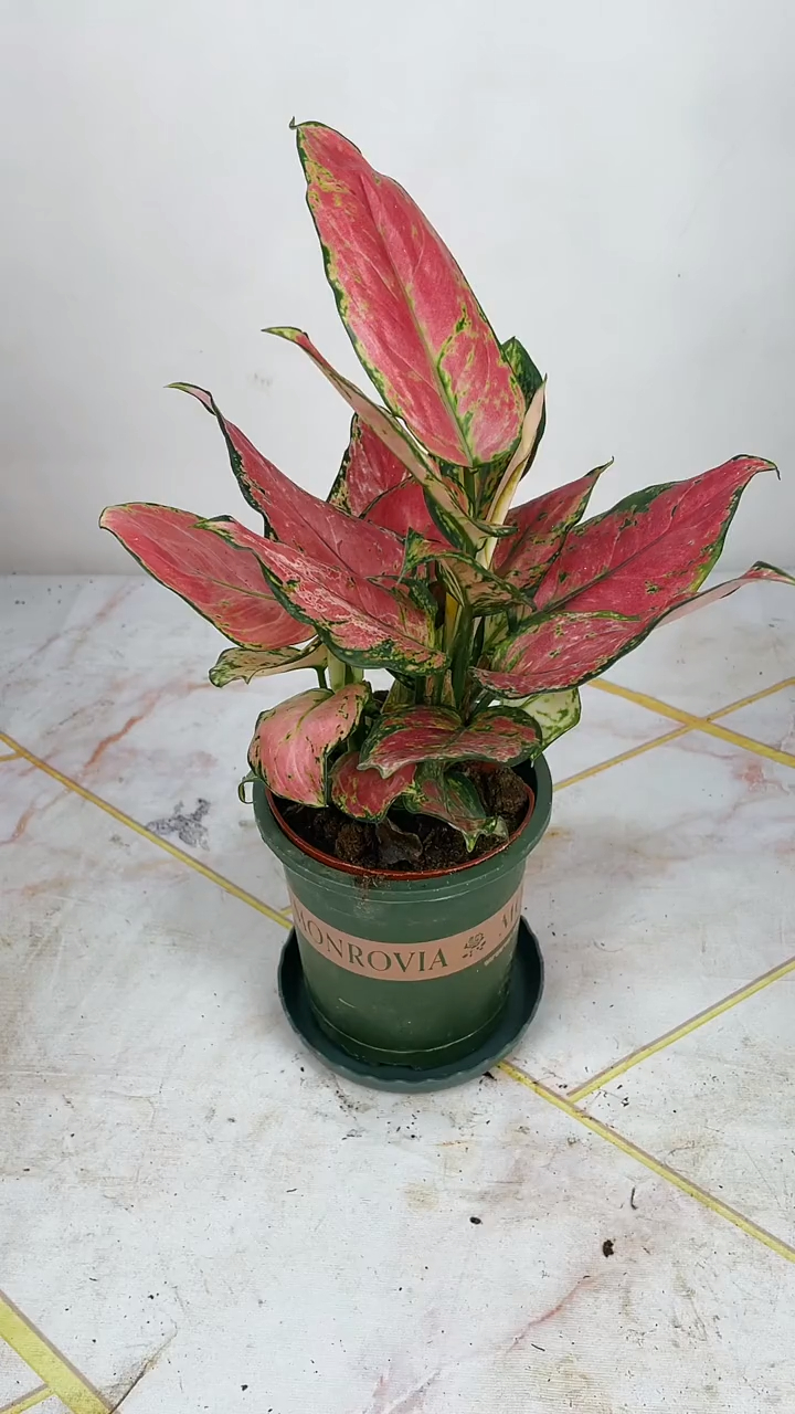 吉利红也叫如意皇后,如意万年青,它的花语是健康,长寿