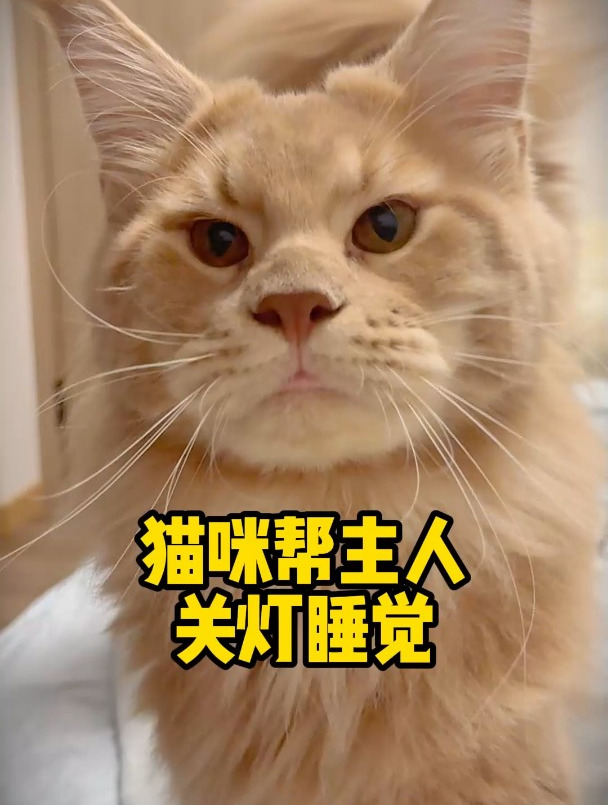 猫咪帮主人关灯睡觉