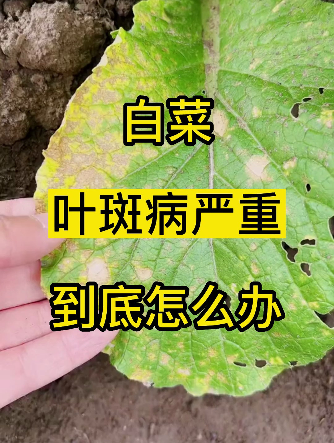 白菜叶斑病严重到底怎么办?-度小视