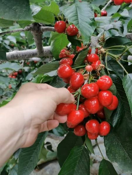 樱桃品种的"丰产王"——沙王大樱桃树苗结果表现 丰产好管理-度小视