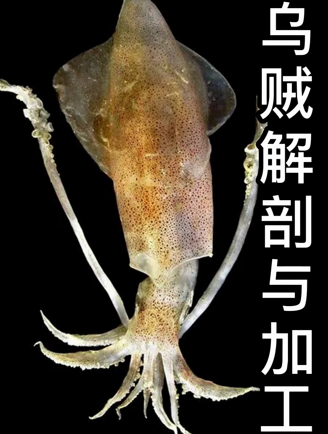 台湾乌贼的解剖与加工手法