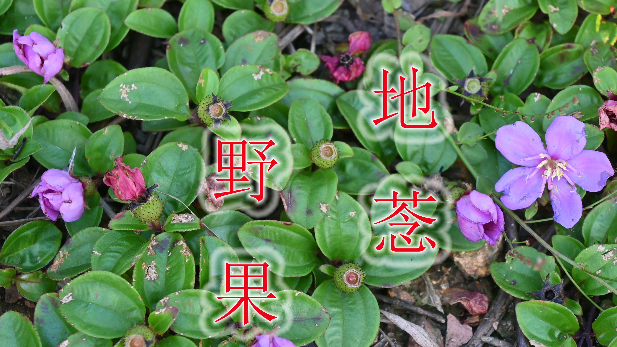 稀缺“地菍”不常见,集药用、食用、观赏的植物,果实好吃营养高