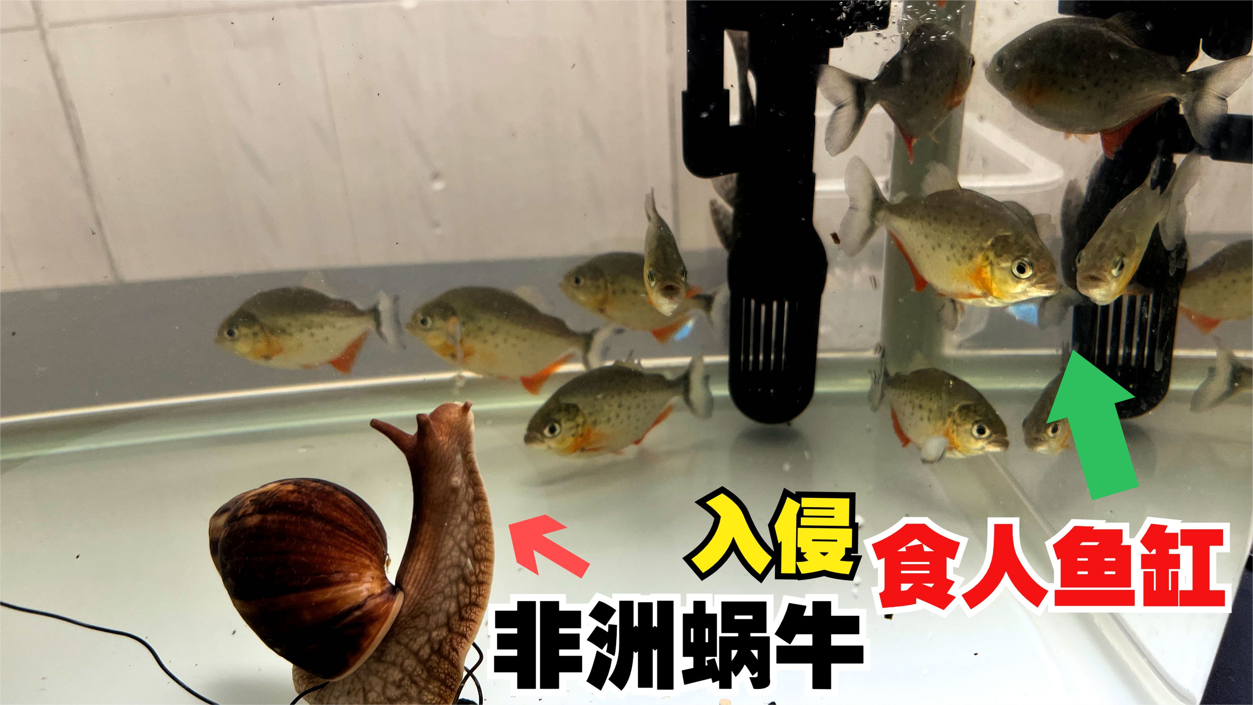 外来物种非洲蜗牛入侵食人鱼缸,结果会如何?食人鱼vs非洲蜗牛