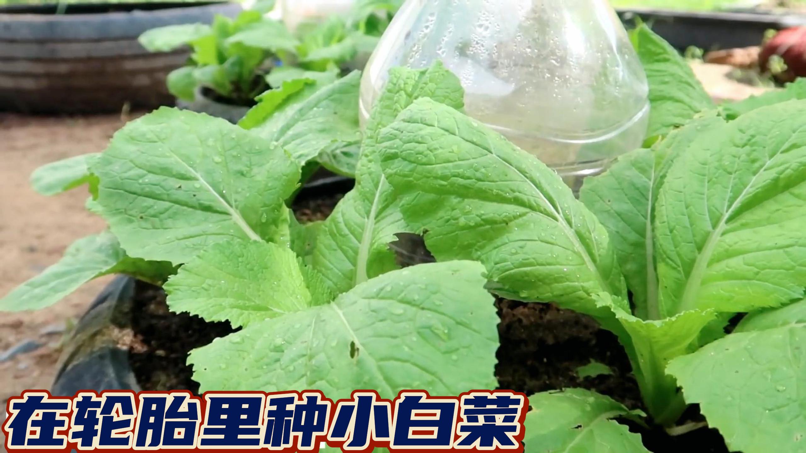 利用废弃的轮胎种植小白菜,不到30天就能成熟,方法简单值得一试