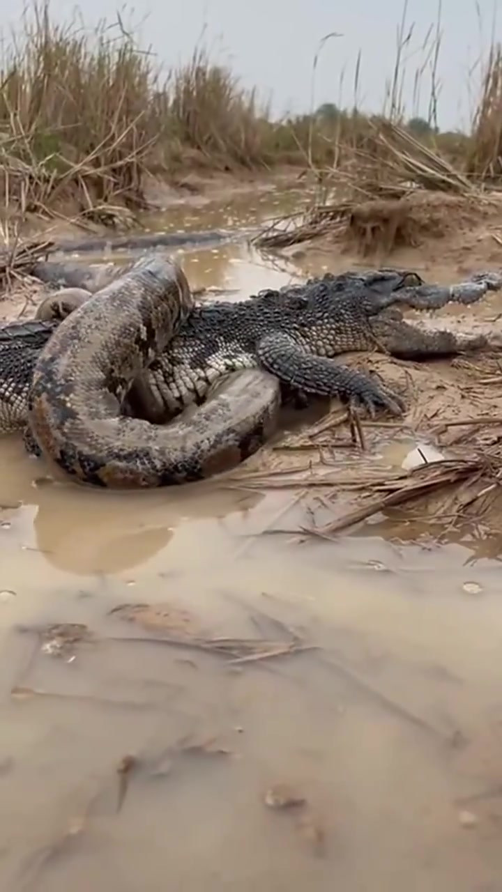 蟒蛇离开后,鳄鱼:终于可以松口气了,憋s我了!
