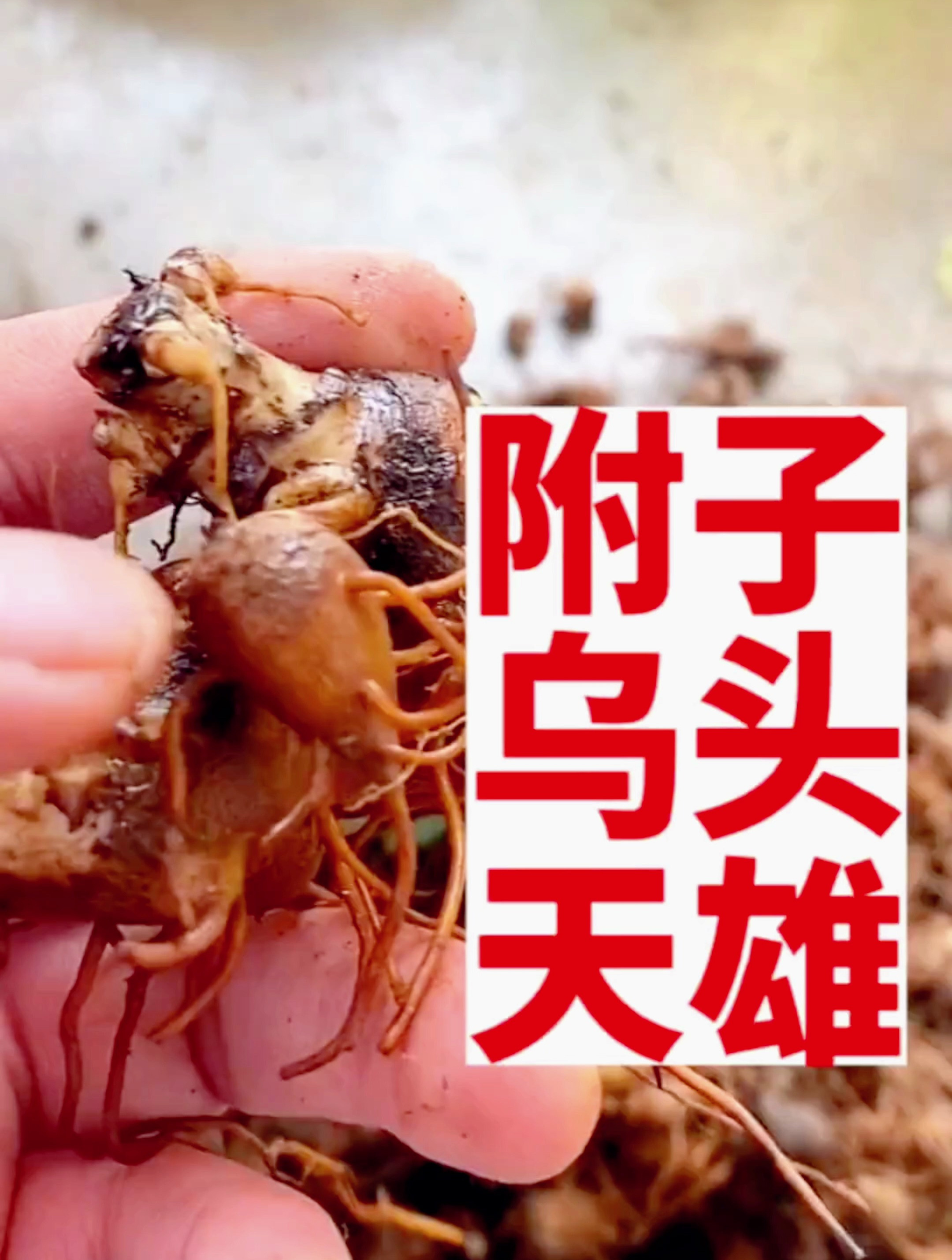 乌头附子天雄具体怎么区分今天它来了