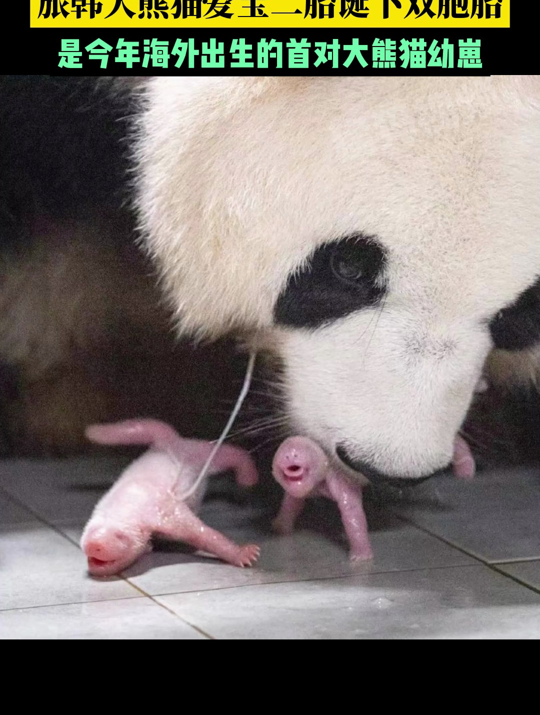 旅韩大熊猫爱宝二胎诞下双胞胎,这是今年海外出生的首对大熊猫幼崽