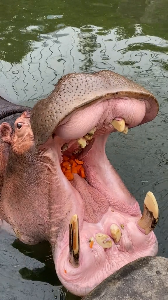 请叫我大嘴巴河马