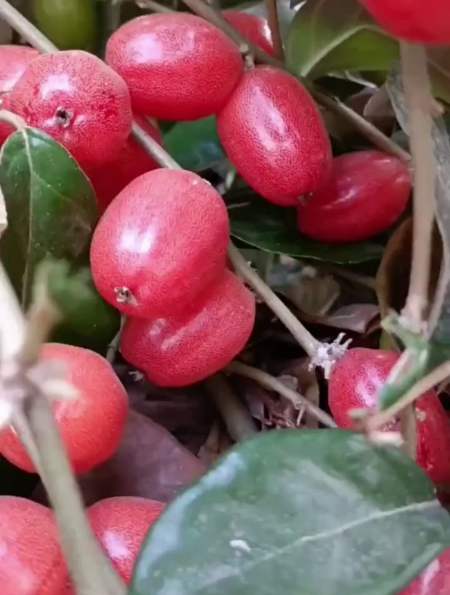 心脏猛如牛我国发现常吃护心第一果增寿17年被验证有效