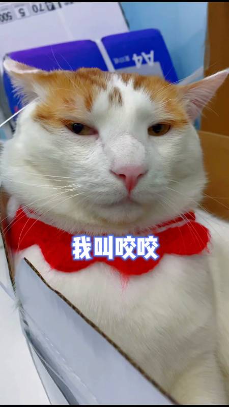 咬咬:就这点本事还想取代我?