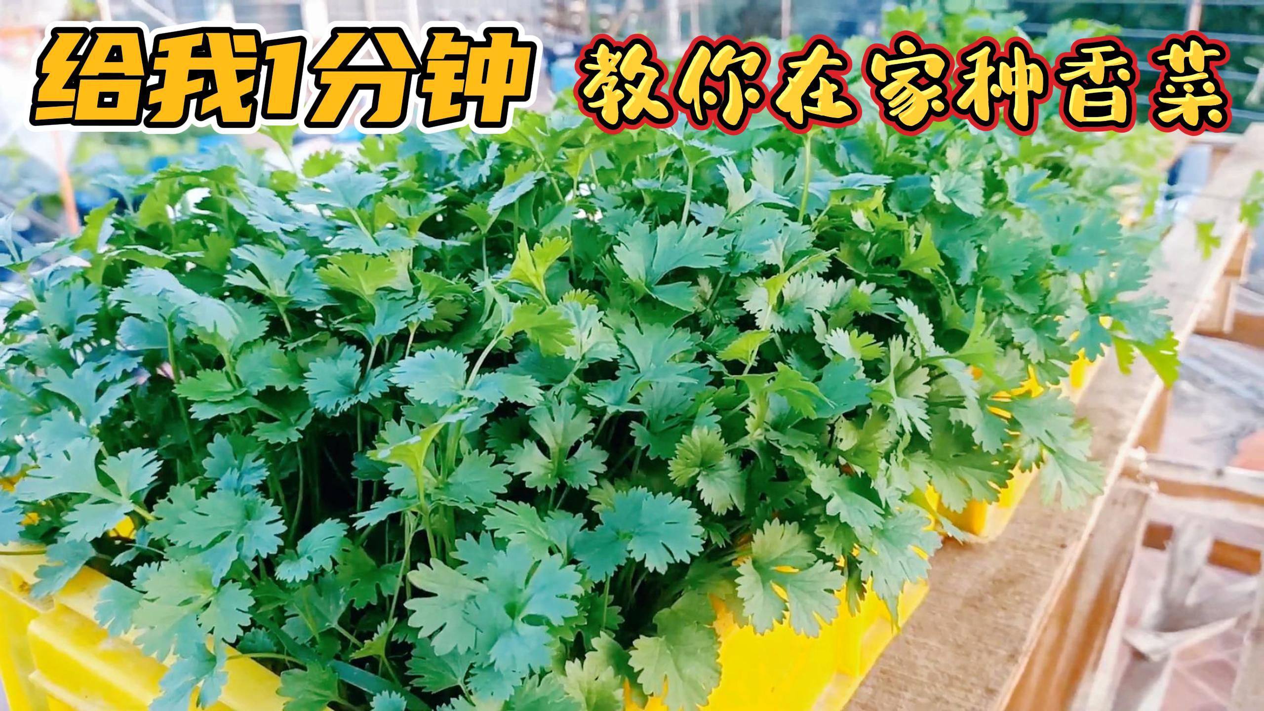 在家种植香菜全过程，给我1分钟，让你在家也能种植出高产的香菜