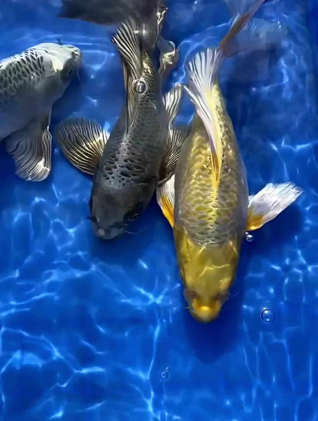 三条你更喜欢那一条呢?黄金蝴蝶鲤 水族 观赏鱼