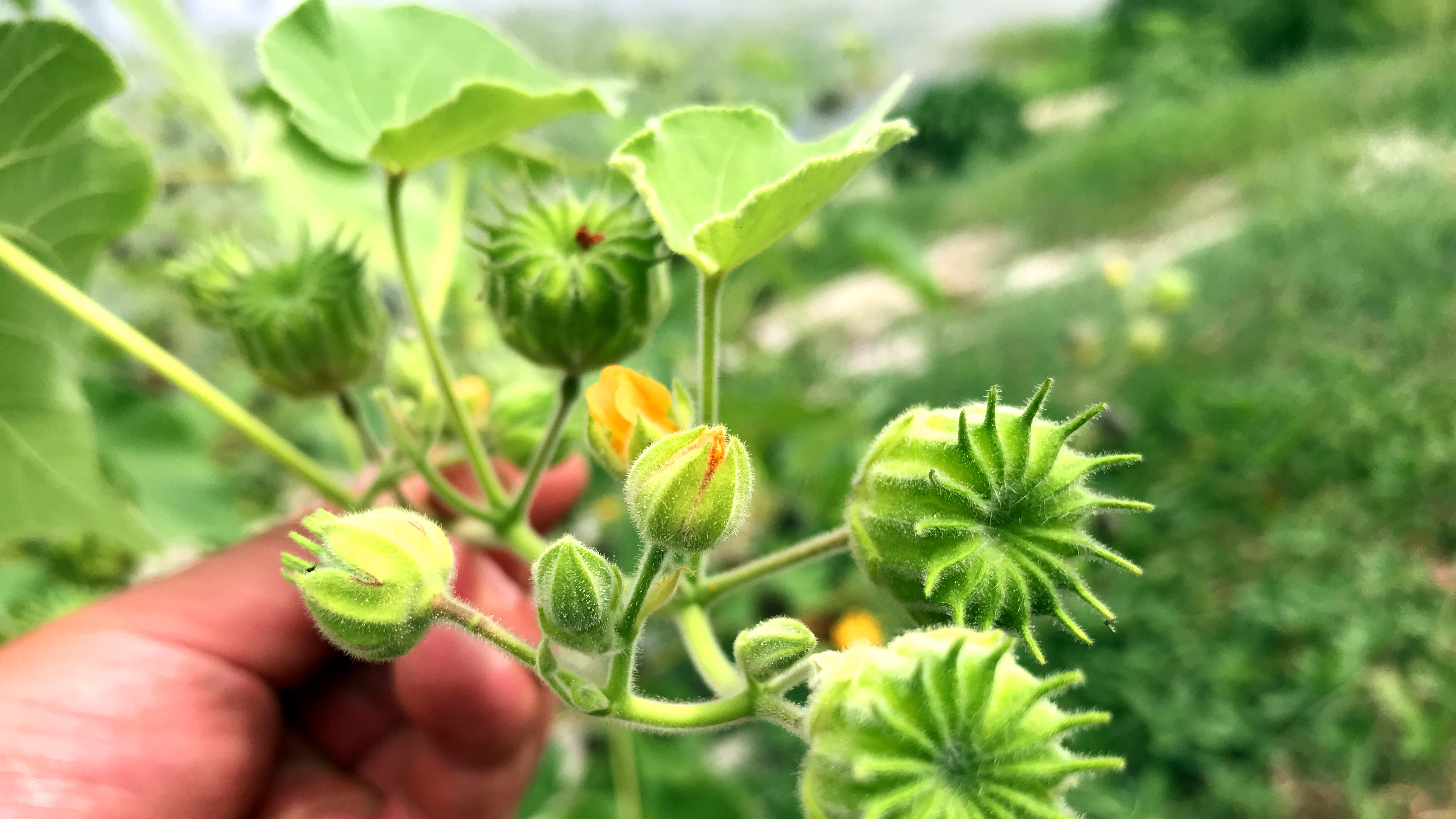 长相酷似“磨盘”的苘麻,人称“车轮草”,看看有啥价值?