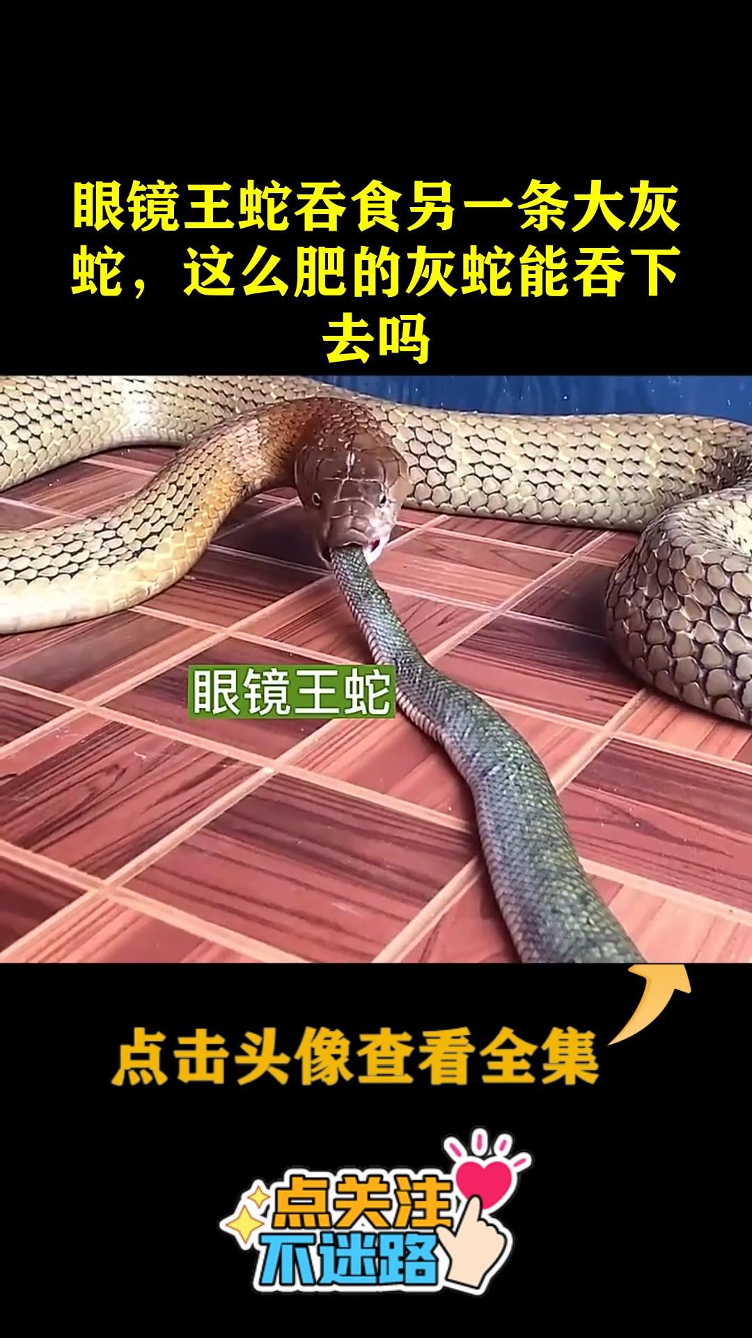 眼镜王蛇吞食另一条大灰蛇,这么肥的灰蛇能吞下去吗-度小视