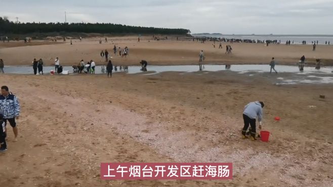 煙臺牟平區海邊驚現大量瀘沽蝦，市民“趕海細胞”再次被點燃