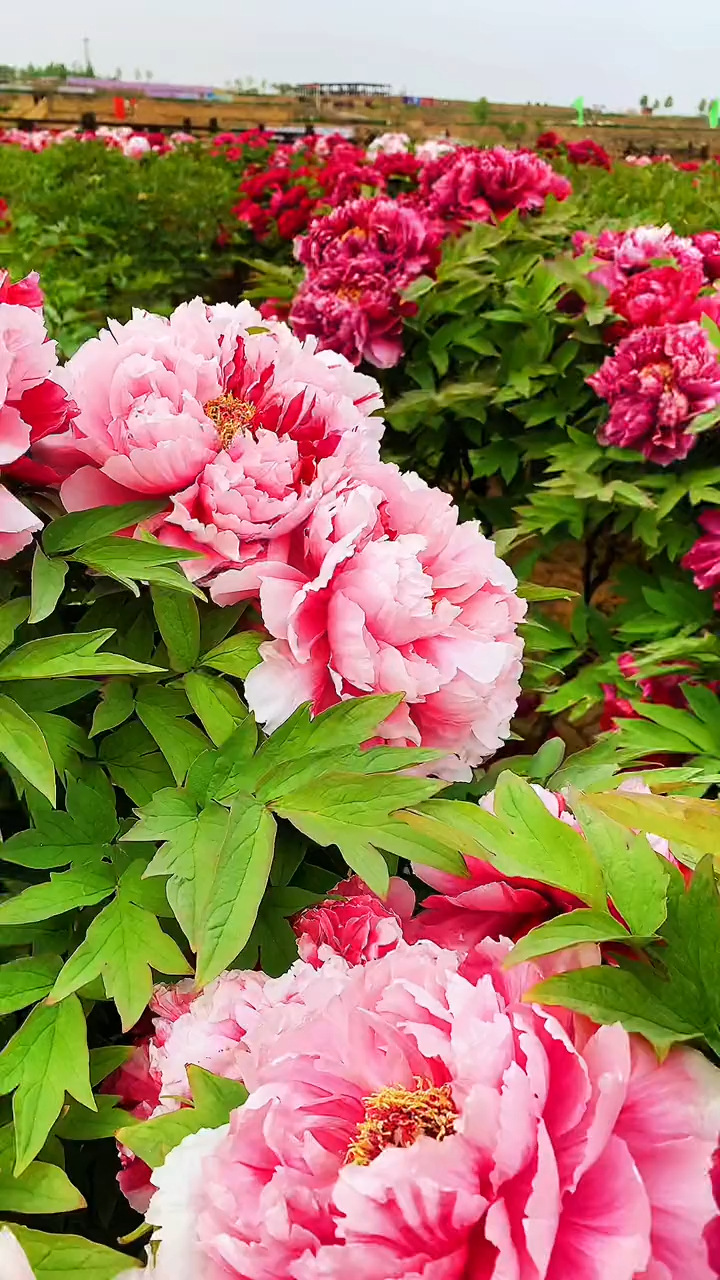 牡丹花醉了,火红的脸盘让人痴呆