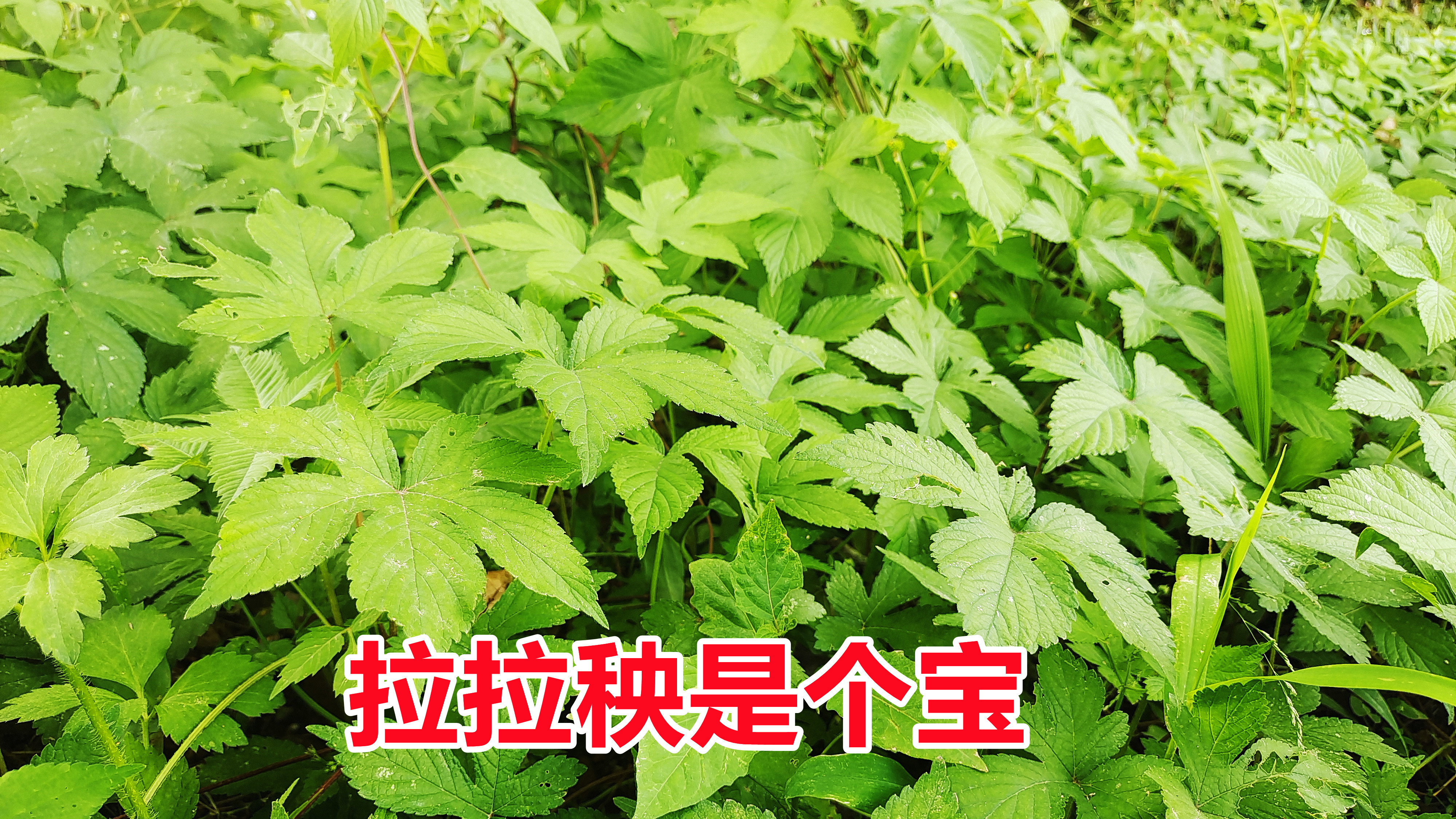 农村的拉拉秧是个宝,解决很多人生活烦恼,了解它的人却很少