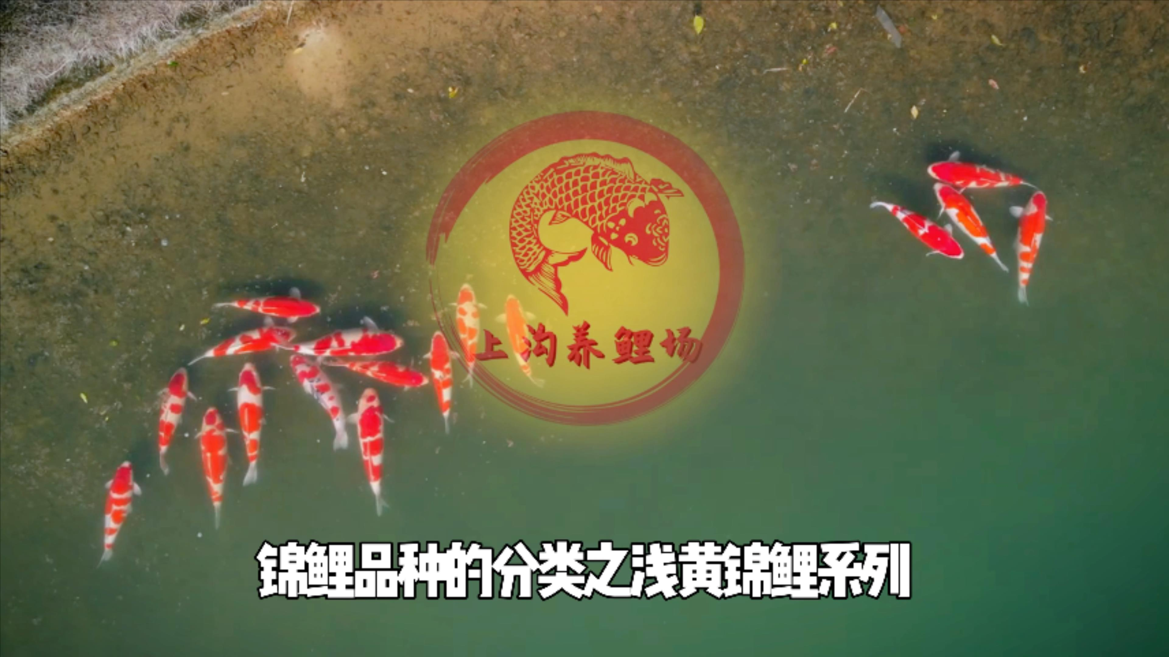 浅黄系列的锦鲤种类有哪些?场长说锦鲤品种的分类之浅黄系列锦鲤