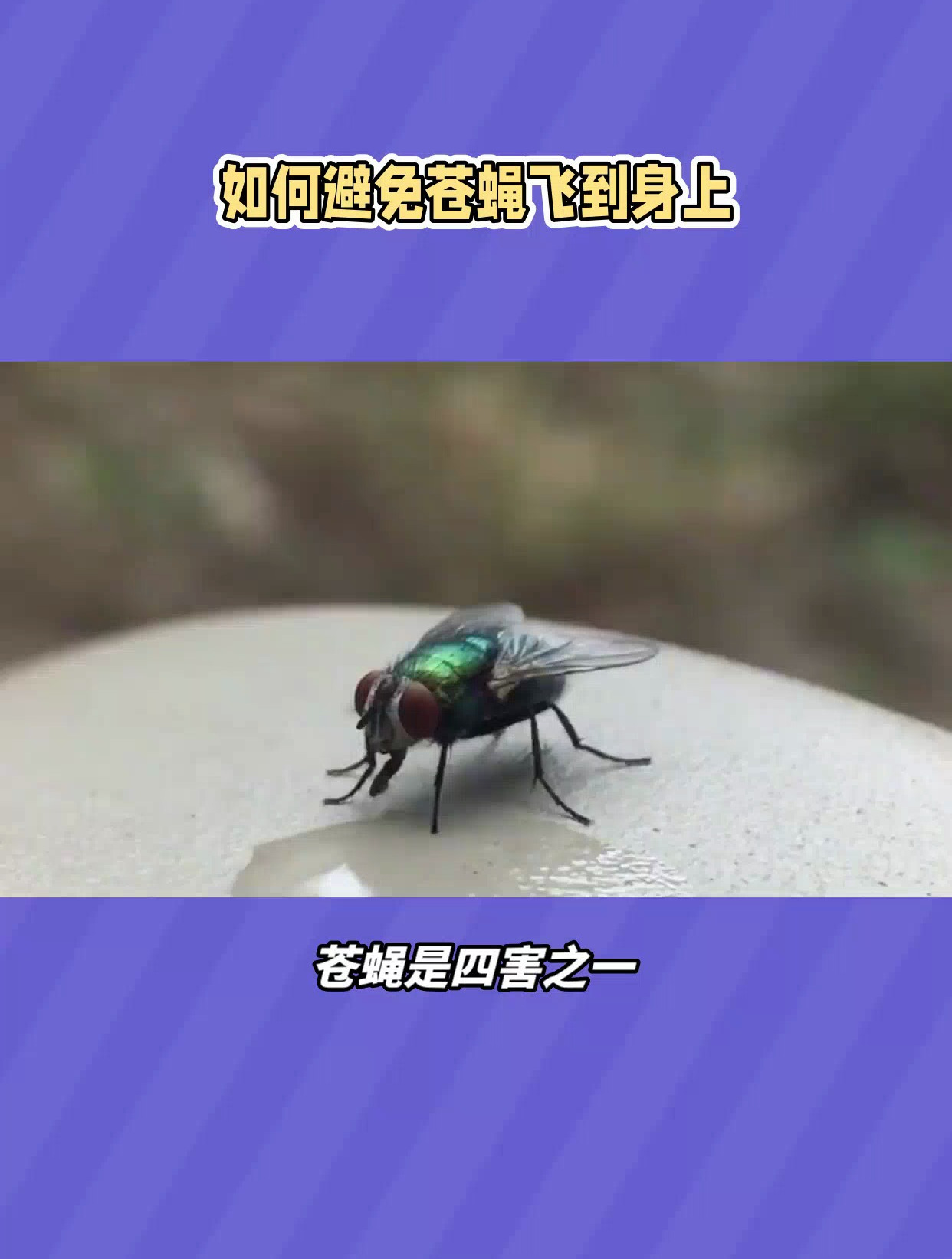 苍蝇为何偏爱叮人?揭秘背后原因,让你远离烦恼