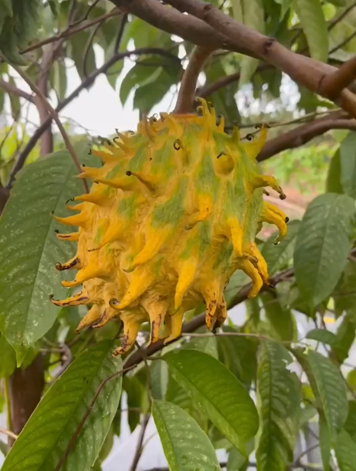 这个浑身长刺的水果有吃过吗?-度小视