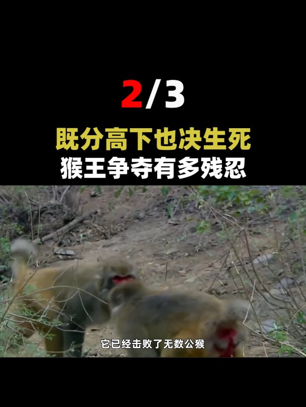 太行山猴王争霸,三大猴王和一只底层猴同台竞技,谁能笑到最后?