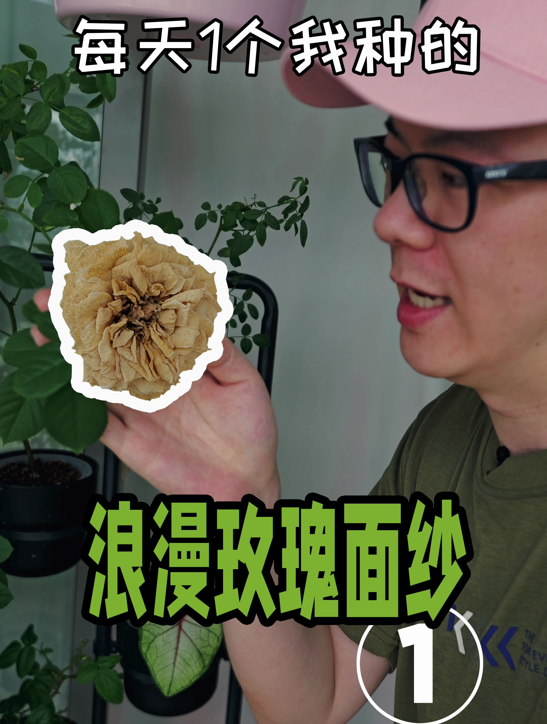 这花可以循环开放唉 室内植物 月季 浪漫玫瑰面纱月季 养花