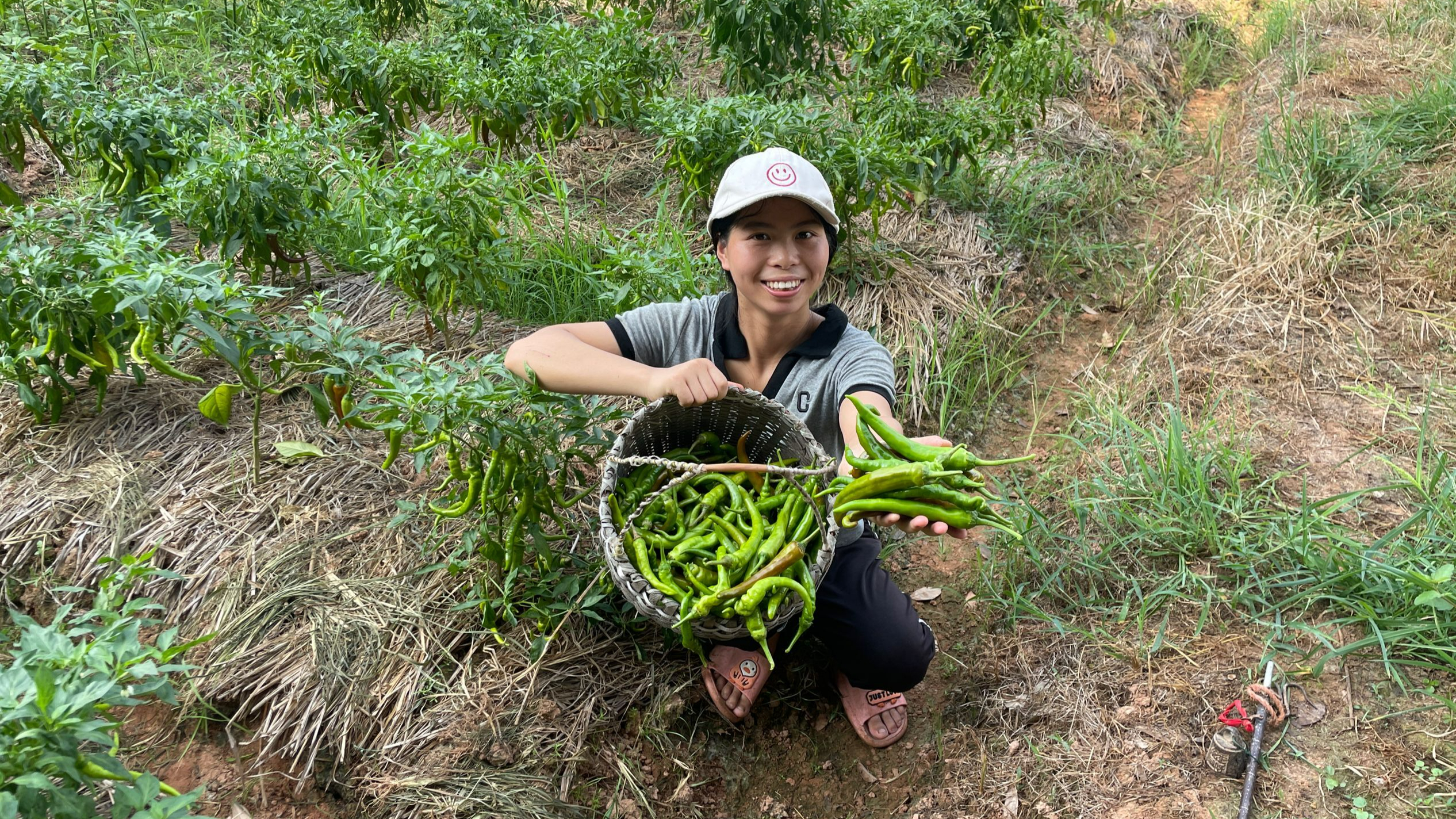 农村菜地摘新鲜辣椒,农民自种的农家蔬菜,你们爱吃吗?