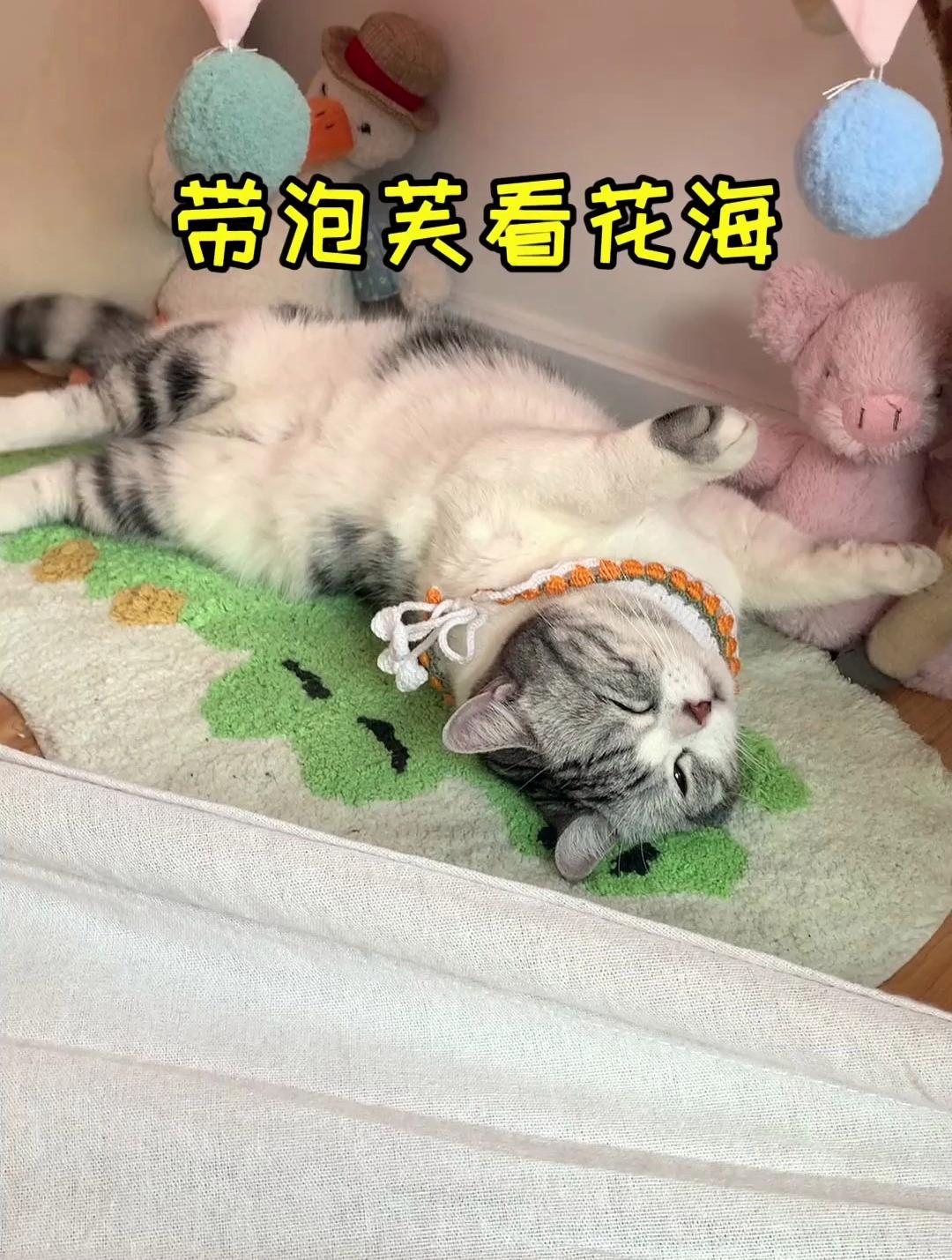 周末带泡芙打卡粉黛花海