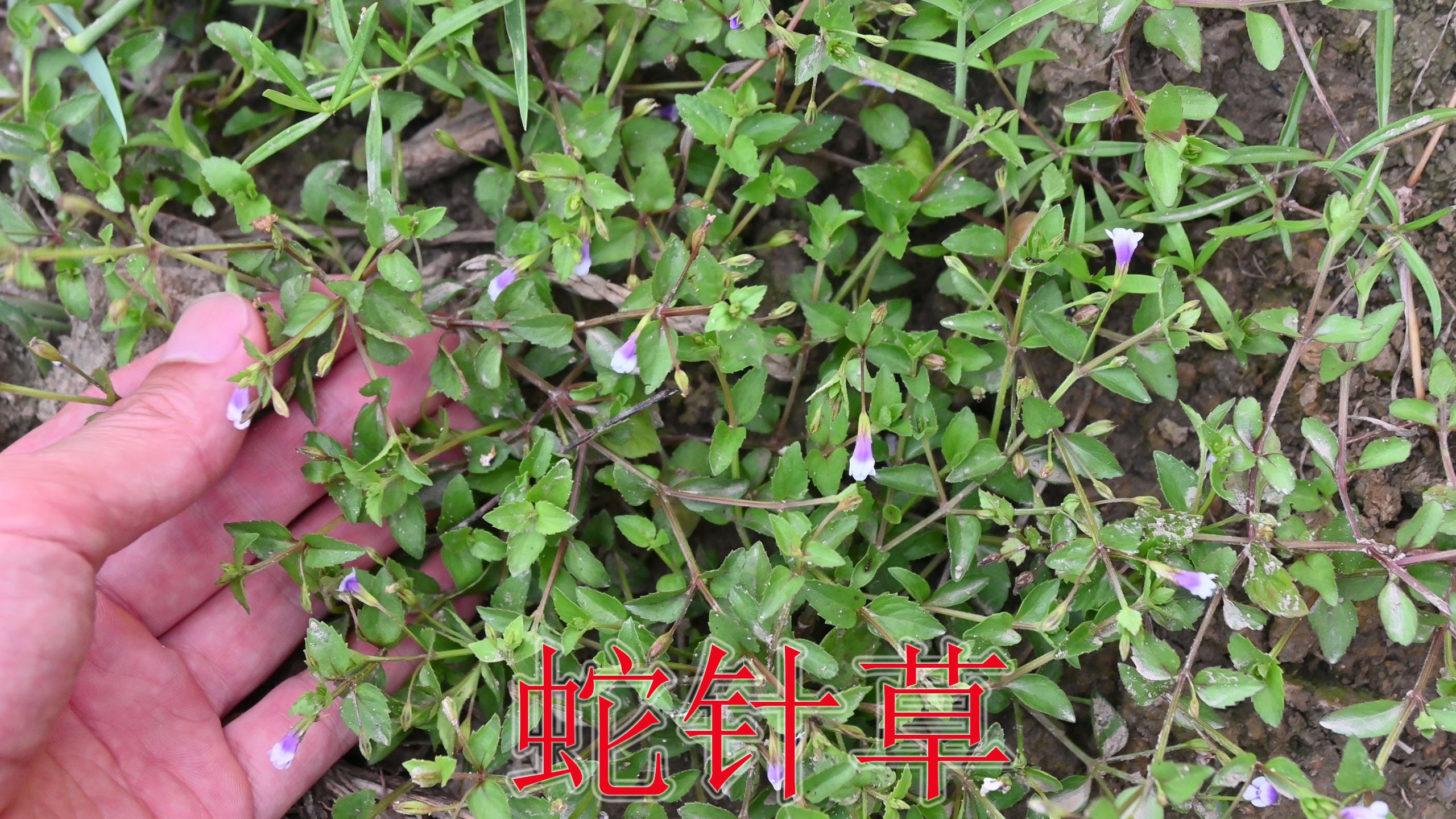 农村的蛇针草是个宝,被称为“解毒草”,药材市场鲜草一斤20元