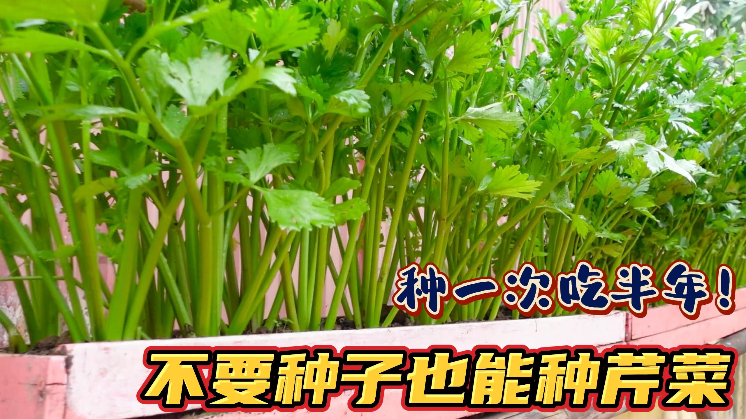 不用种子在家也能种出芹菜，种一次够吃半年，方法简单易栽种！