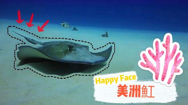 [图]潜水识鱼｜happy face笑脸鱼第二弹美洲魟｜附赠被锤头鲨捕食