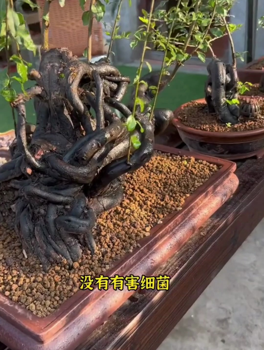 用赤玉土养盆景可以让你的盆景少死一大半