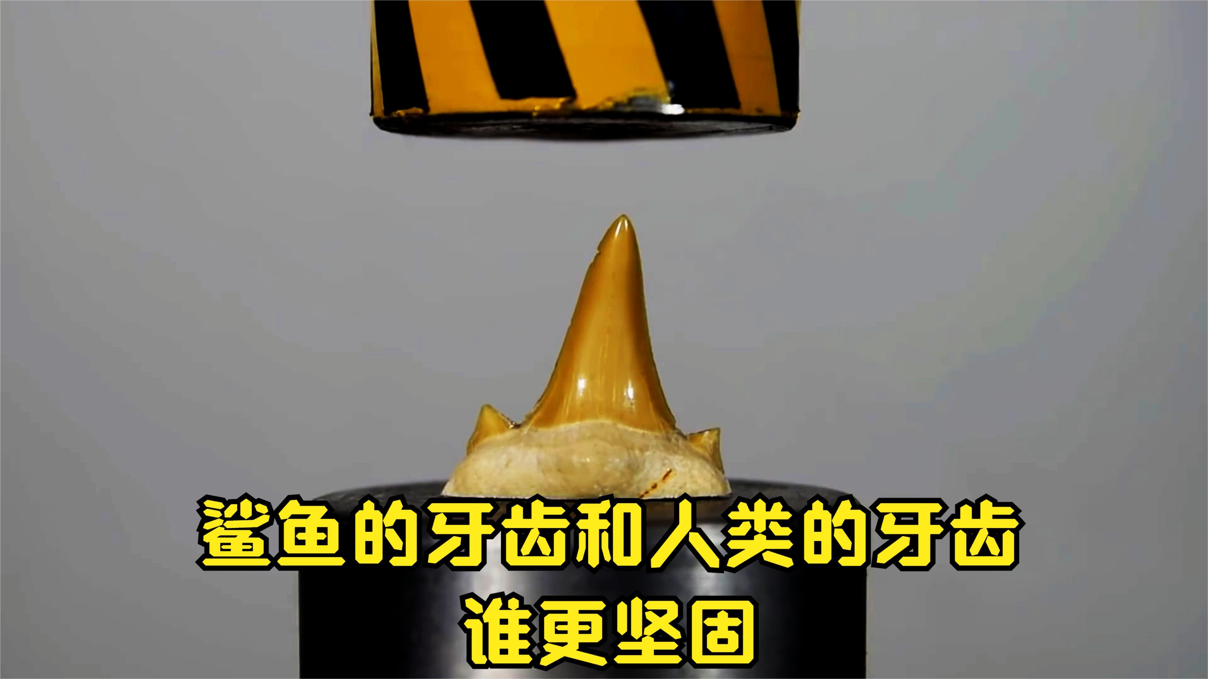 趣味实验:人类的牙齿比鲨鱼的牙齿更坚固?