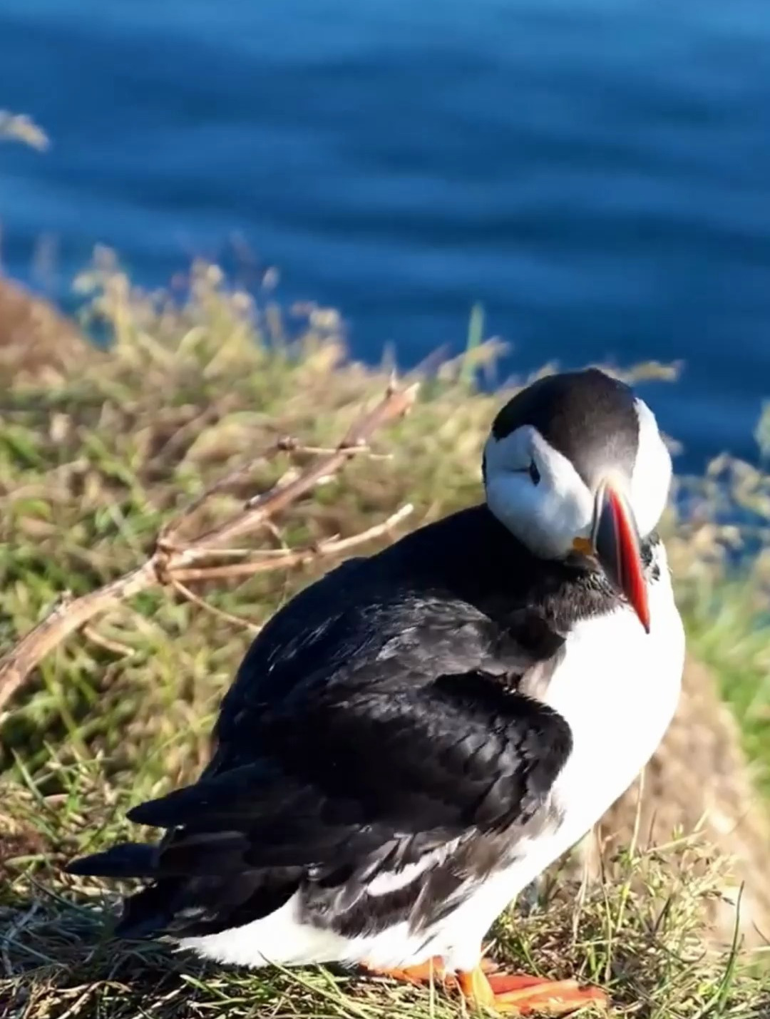 冰岛东部分布一些可爱的海鹦鹉-度小视