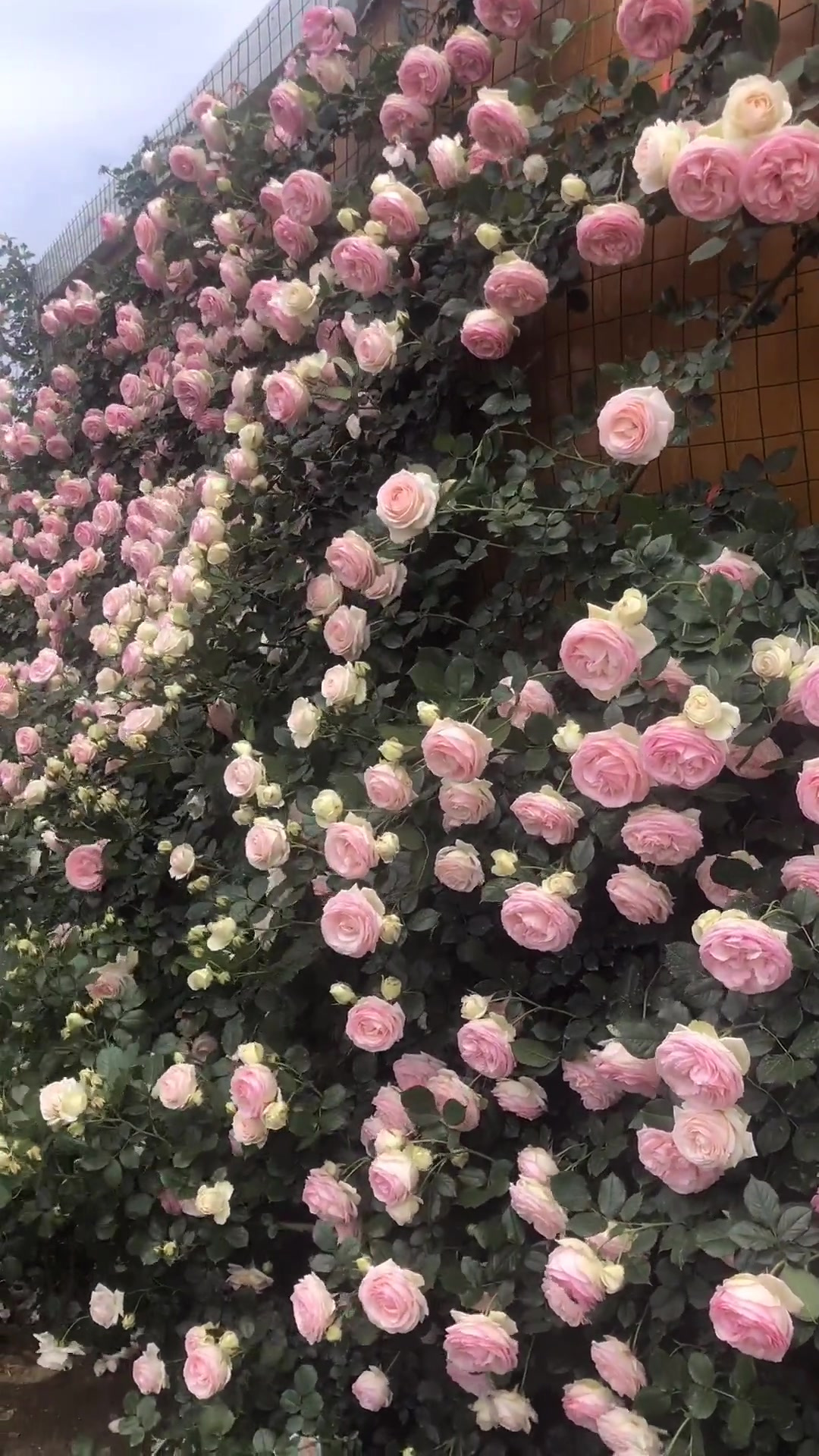 都在晒花墙 这是我的粉龙花墙请过目桑桑