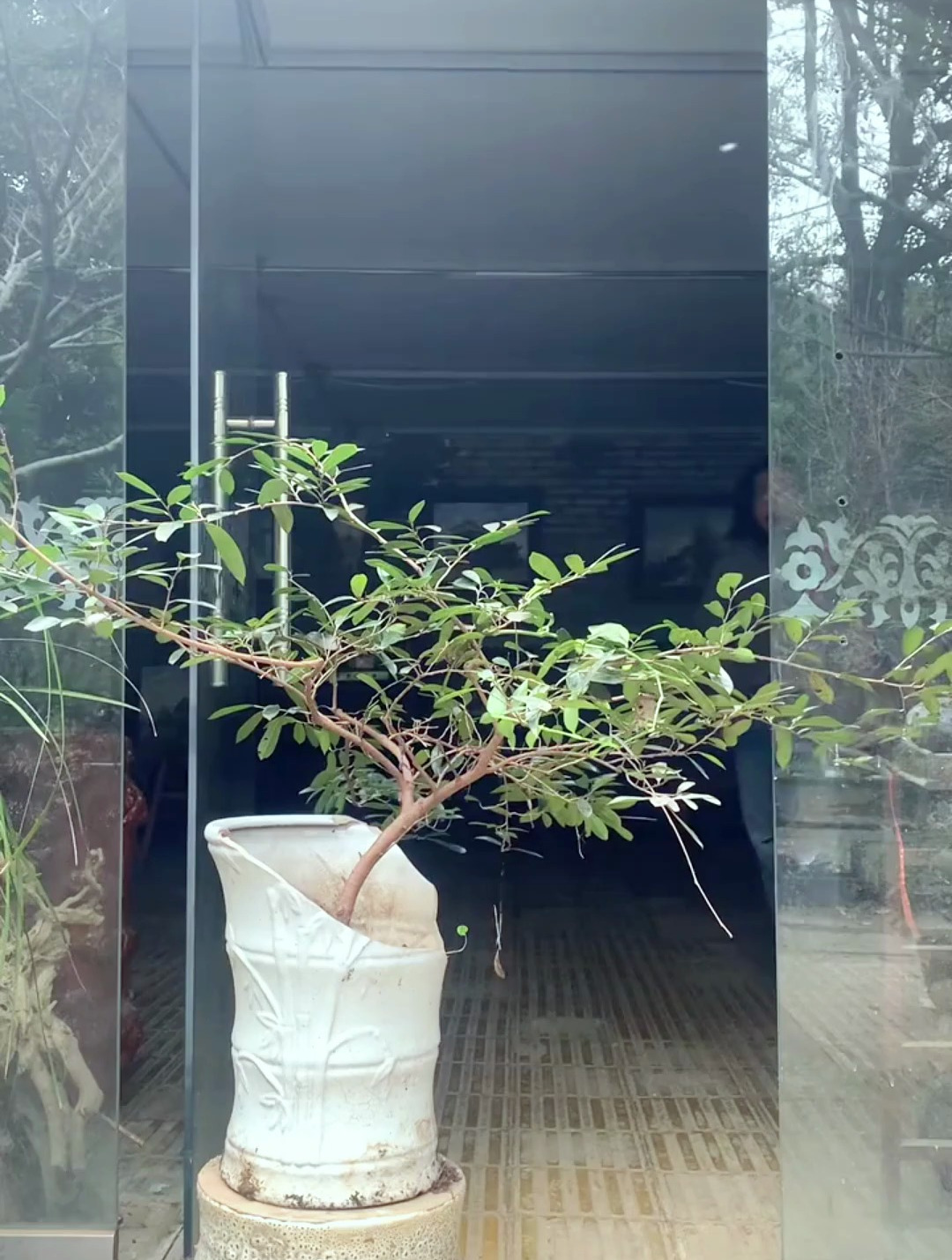 弹弓叉素材准备舍一枝做单干盆景,大师指点留哪一枝?